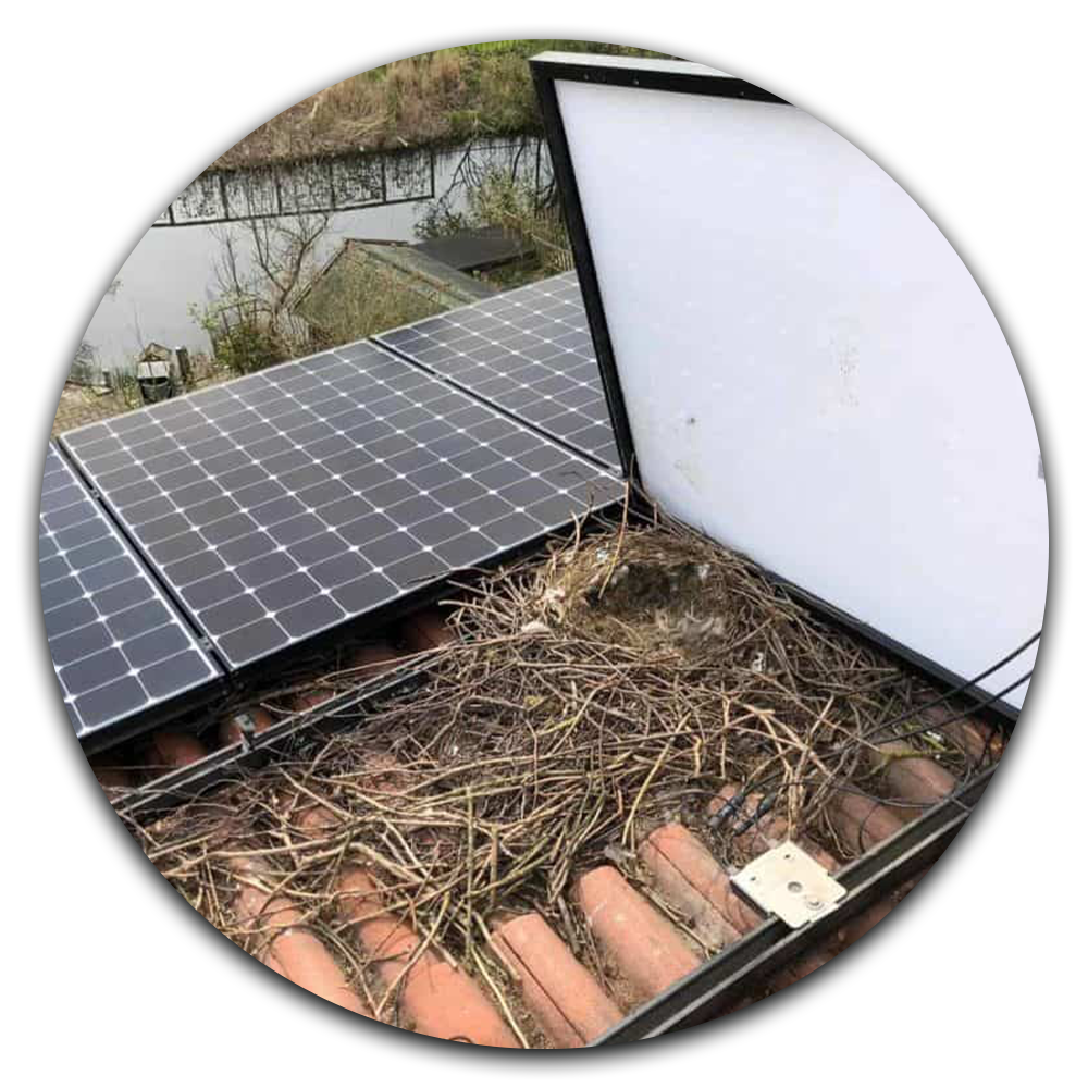 Bright Home Solar Panel Cleaning Why Bird-Proofing is Essential 1